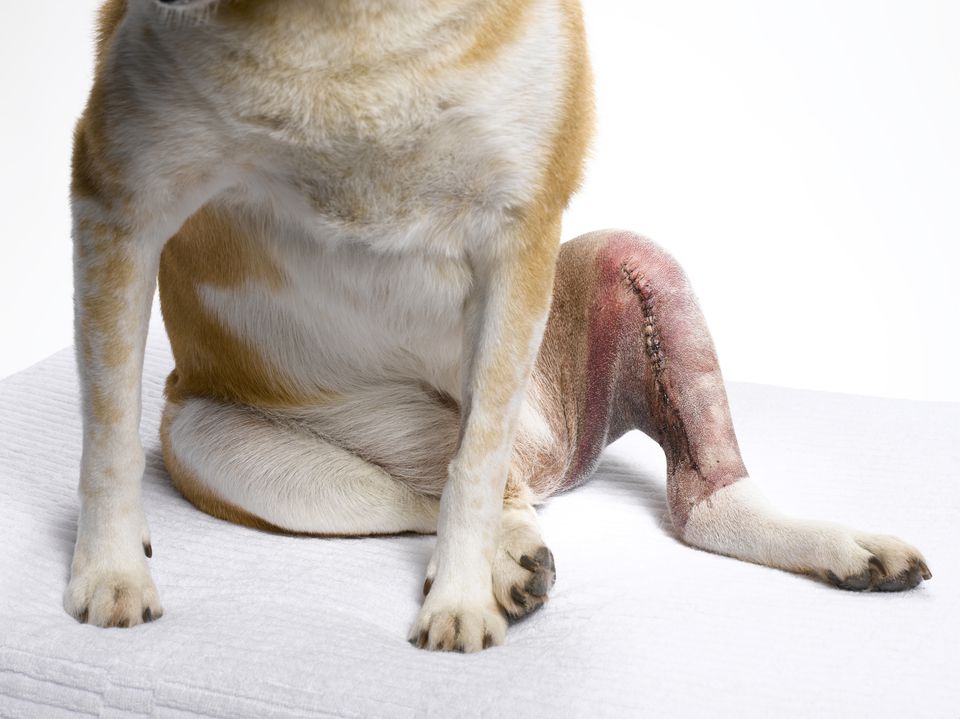 Dog Knee Surgery