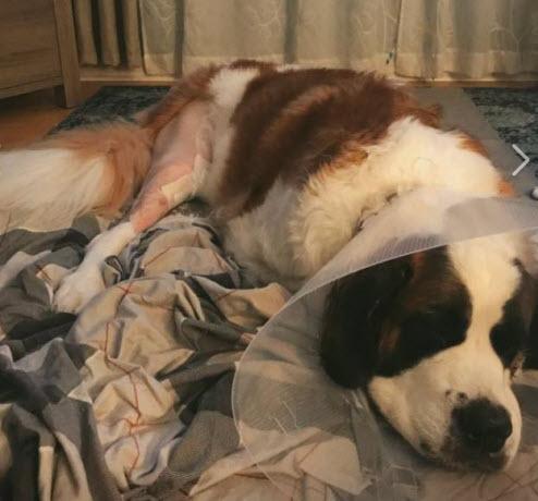 sad TPLO surgery dog brace