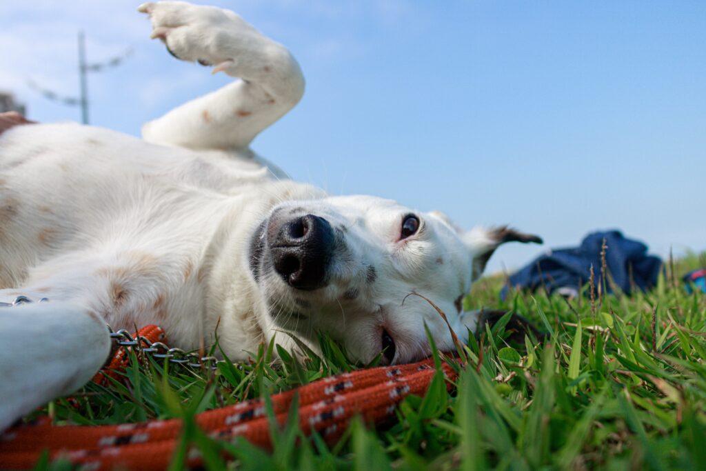 What Causes Dogs to Kick Grass? 1 Important Information Posh Dog