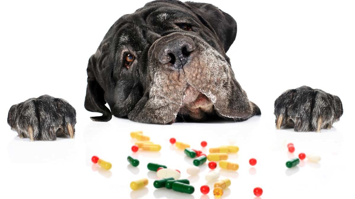 Can Dogs Have Vitamin E: Essential Health Insights