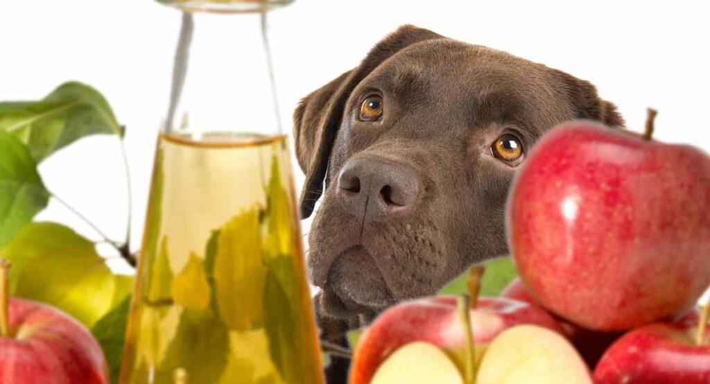 Apple-Cider-Vinegar-For-Dogs