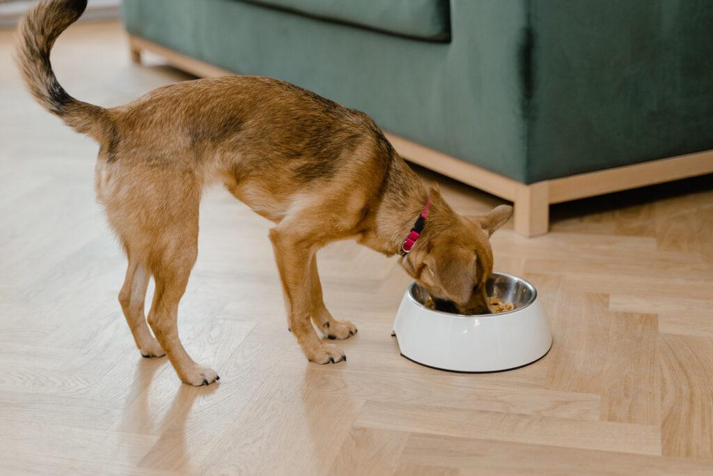 dog-eating-slow