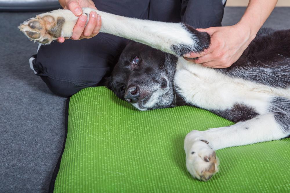 Stretching Your Dog Reduces the Chance of Muscle Tears