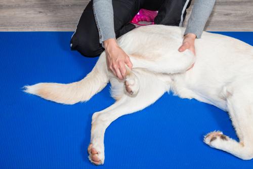 Rehabilitation therapy, also known as physical therapy or physiotherapy for dogs, offers a wide range of benefits that can significantly improve their overall health, mobility, and quality of life. It is especially beneficial for dogs recovering from injuries, surgeries, or managing chronic conditions. Here are some of the key benefits of rehabilitation therapy for dogs: