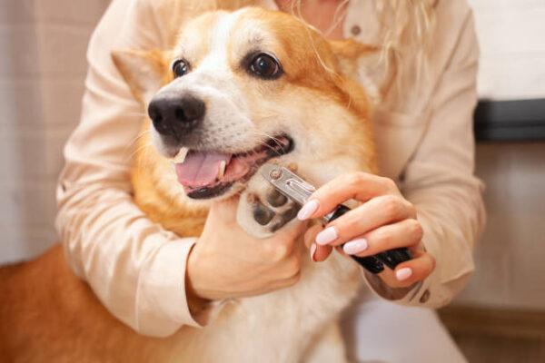 Image showcasing 11 Tips on How to Trim Dog Nails? - Posh Dog Knee Brace