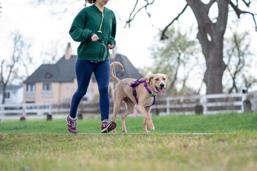 Dog Exercises and Injury Prevention