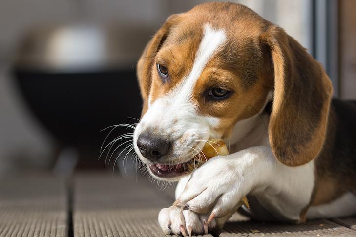 Five Ways to Protect Your Dog from Potentially Toxic Chewy Treats
