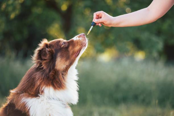 Therapeutic-Quality Essential Oils for Dogs