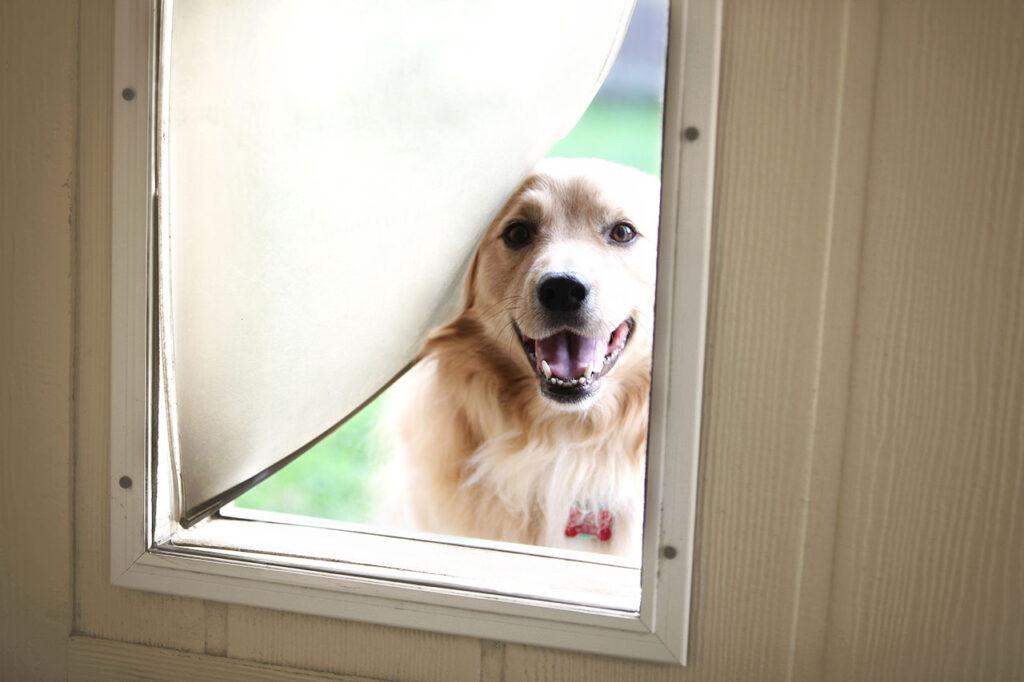 10 Tips-How to Stop a Dog from Running out the door