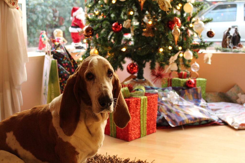 24-Best-Christmas-Gifts-for-Dogs