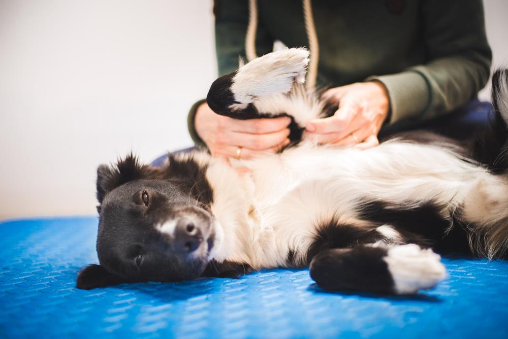 Manage Your Dogs Osteoarthritis Through Complementary Therapies