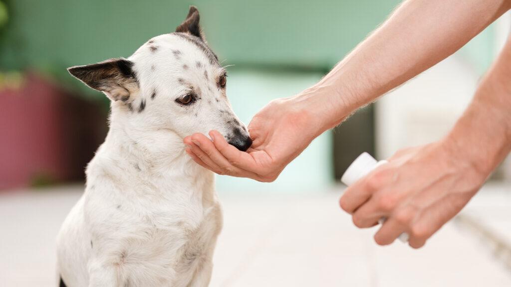 Enzyme Therapy for Quick Dog Injury Recovery