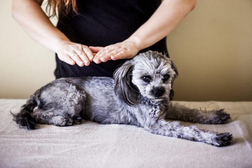 How Reiki Can Help Your Dog