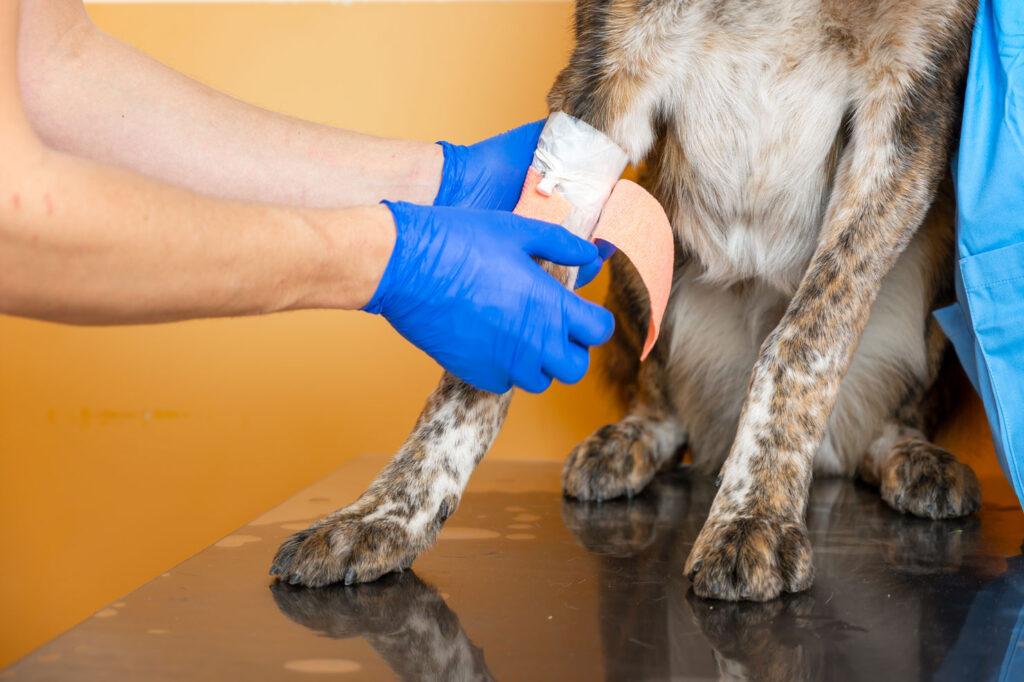 Activity-Related Dog Injuries