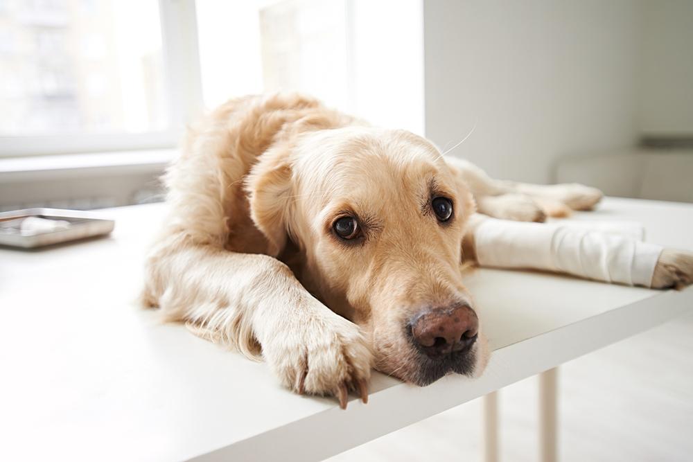 While home treatments can be helpful for minor injuries or as supportive measures alongside veterinary care, it's crucial to consult with a veterinarian before attempting any treatment. Serious injuries or conditions require professional medical attention. Here are some general home treatments for injured dogs: