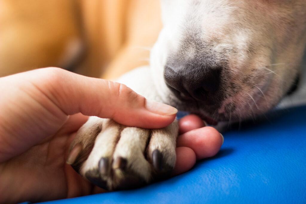 How to Identify Canine Carpal Hyperextension and Other Common Wrist Injuries in Dogs