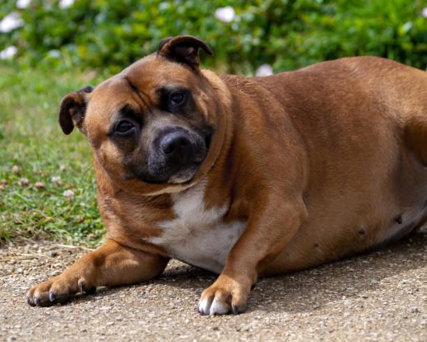 Dog Obesity, and Why they can’t have Surgery or Braces