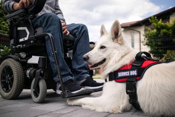 The Benefits of Therapy Dogs for Both Physical and Mental Health