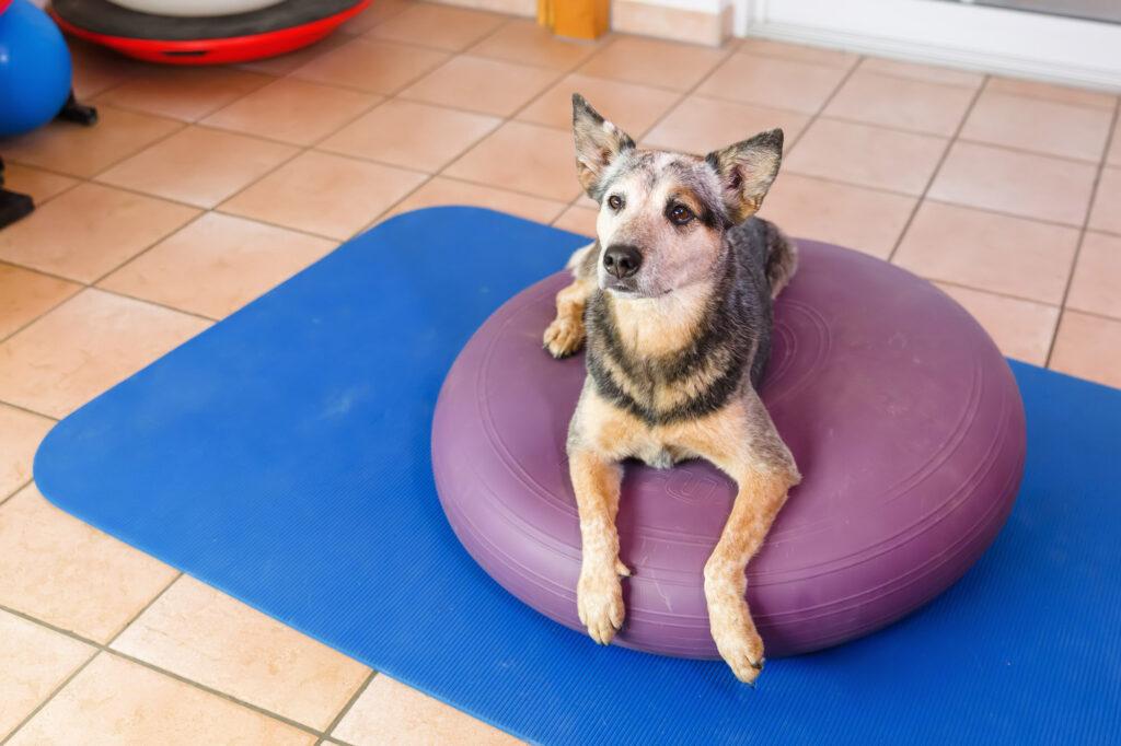 Supporting Your Dog's Physical Rehabilitation