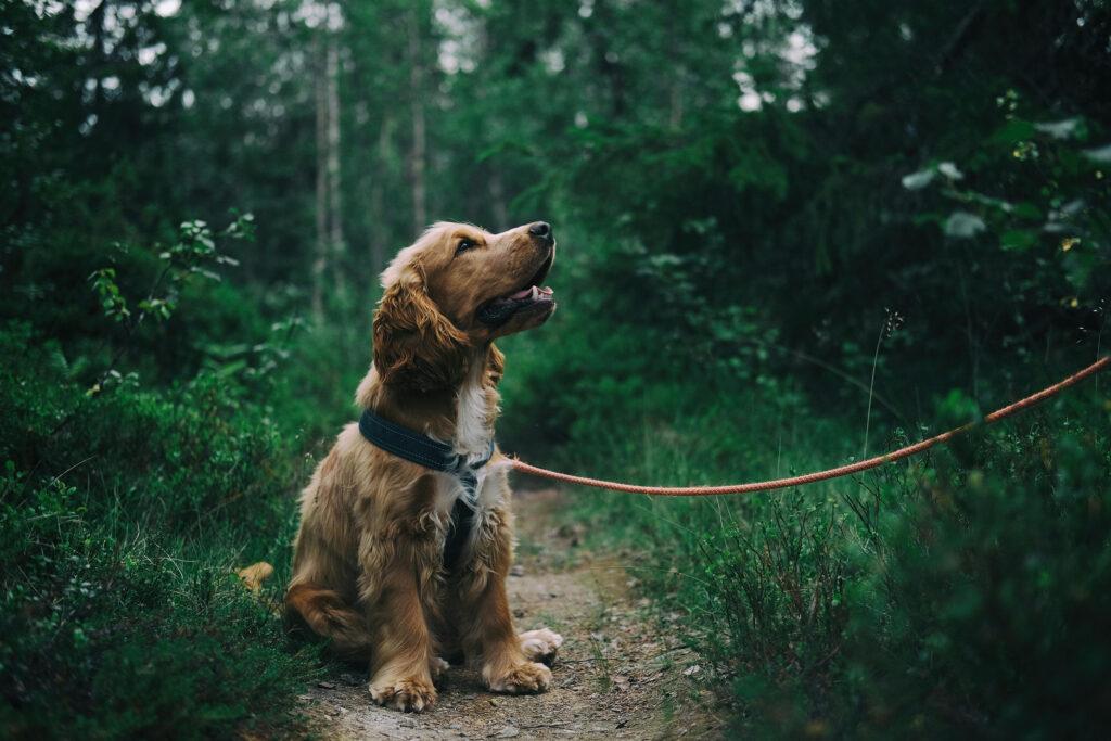 How Frequently Should Your Dog Be Walked