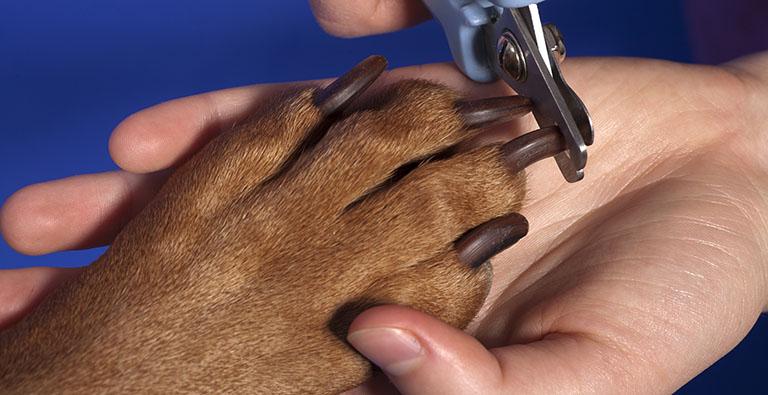 How to Cut Dog Nails 