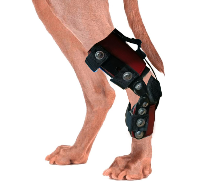 hock-ankle-dog-brace
