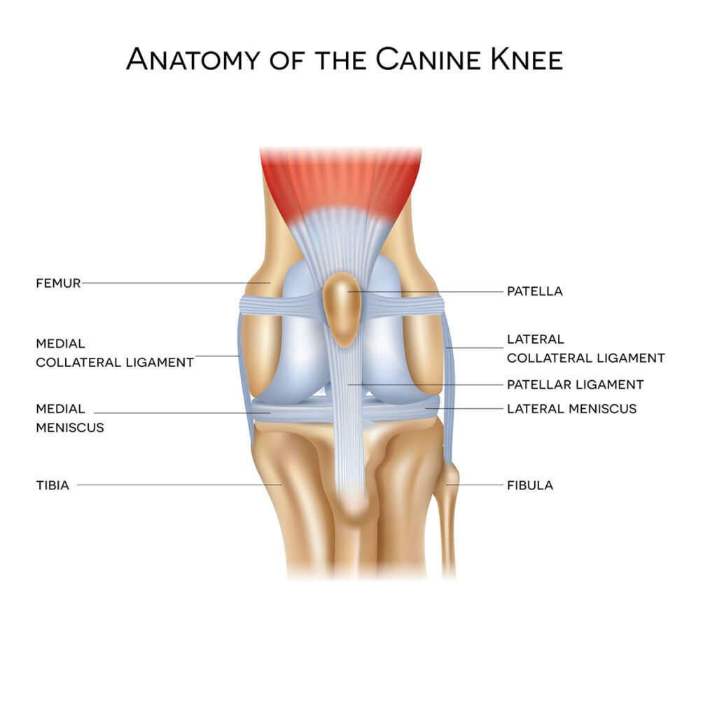 Are You Accidentally Causing Knee Strain Leash Handling Mistakes That Harm Dogs