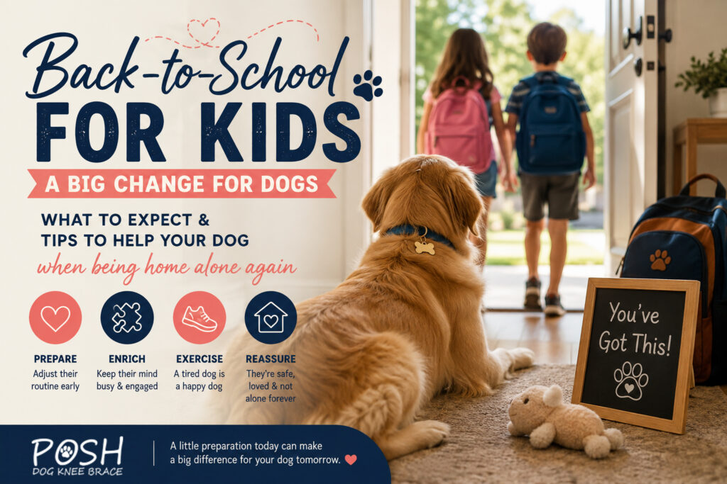 Back-to-School for Kids Means a Big Change for Dogs What to Expect and How to Help Your Pup Adjust