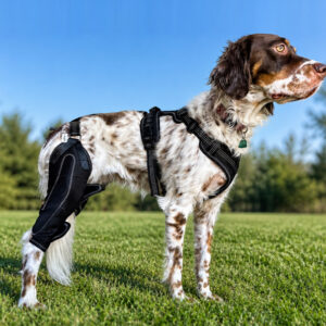 apollo-knee-brace